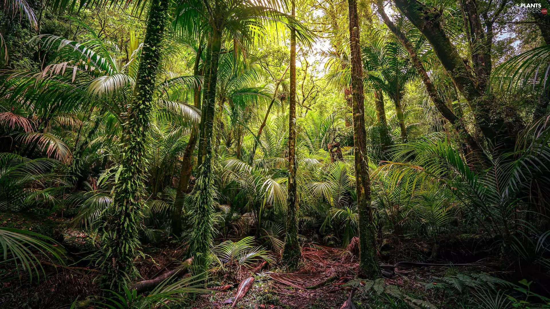 Palms, forest, trees, viewes, jungle