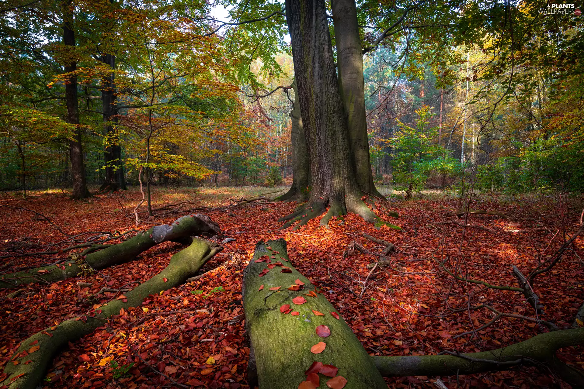 viewes, autumn, Leaf, forest, fallen, trees