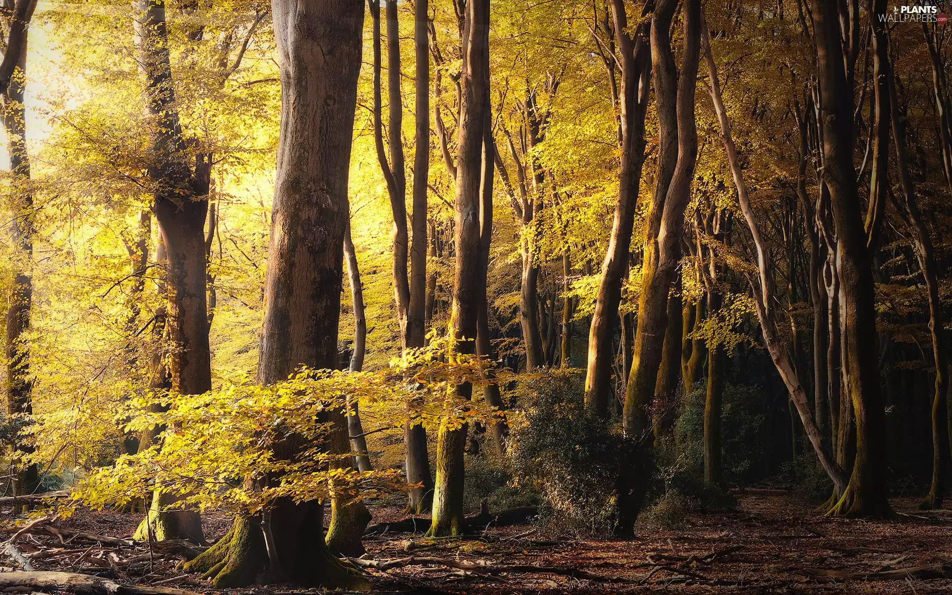 viewes, autumn, Leaf, forest, Yellow, trees