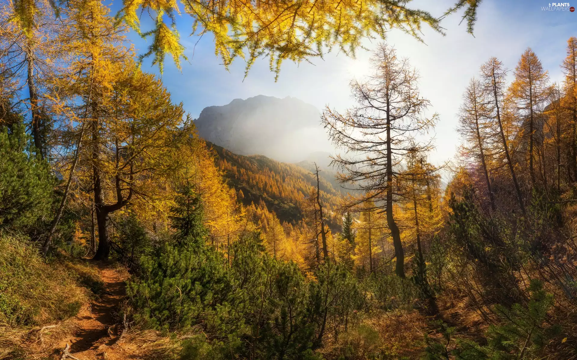 Fog, Mountains, trees, forest, autumn, Path, viewes
