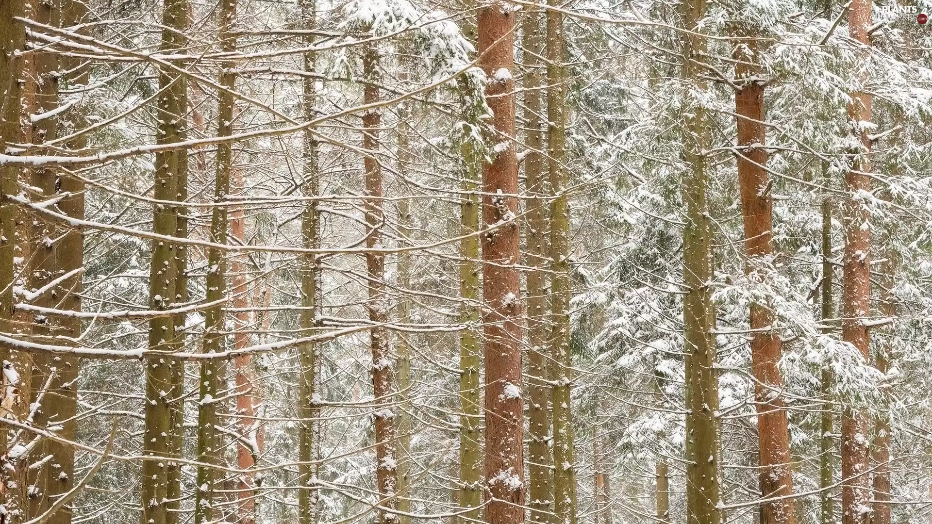 viewes, Snowy, snow, forest, winter, trees