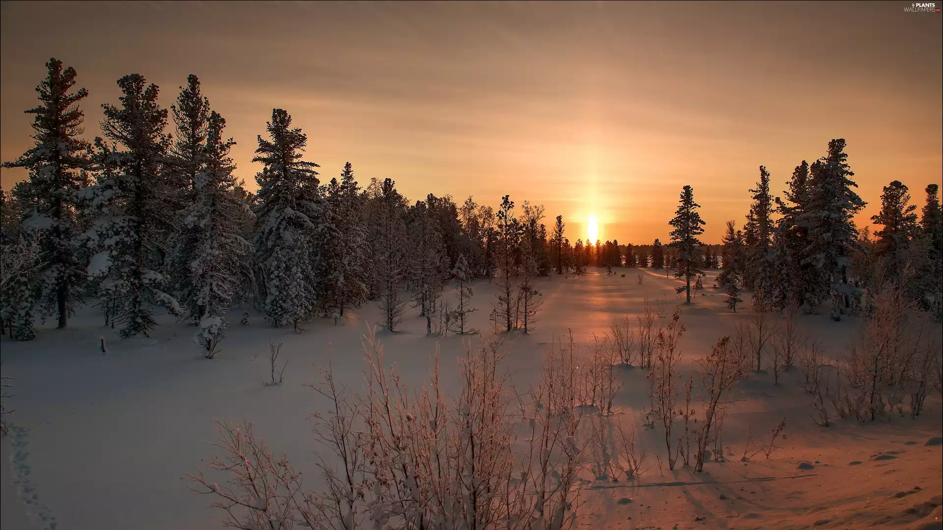 west, snow, trees, forest, winter, sun, viewes