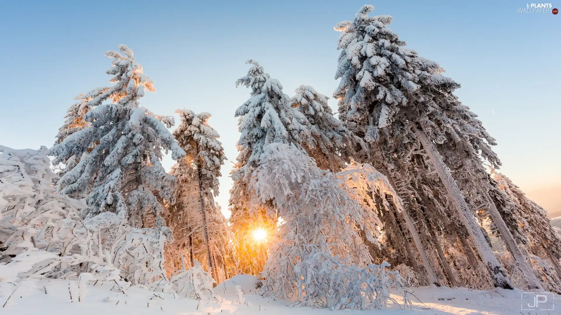 Snowy, winter, viewes, rays of the Sun, trees, forest