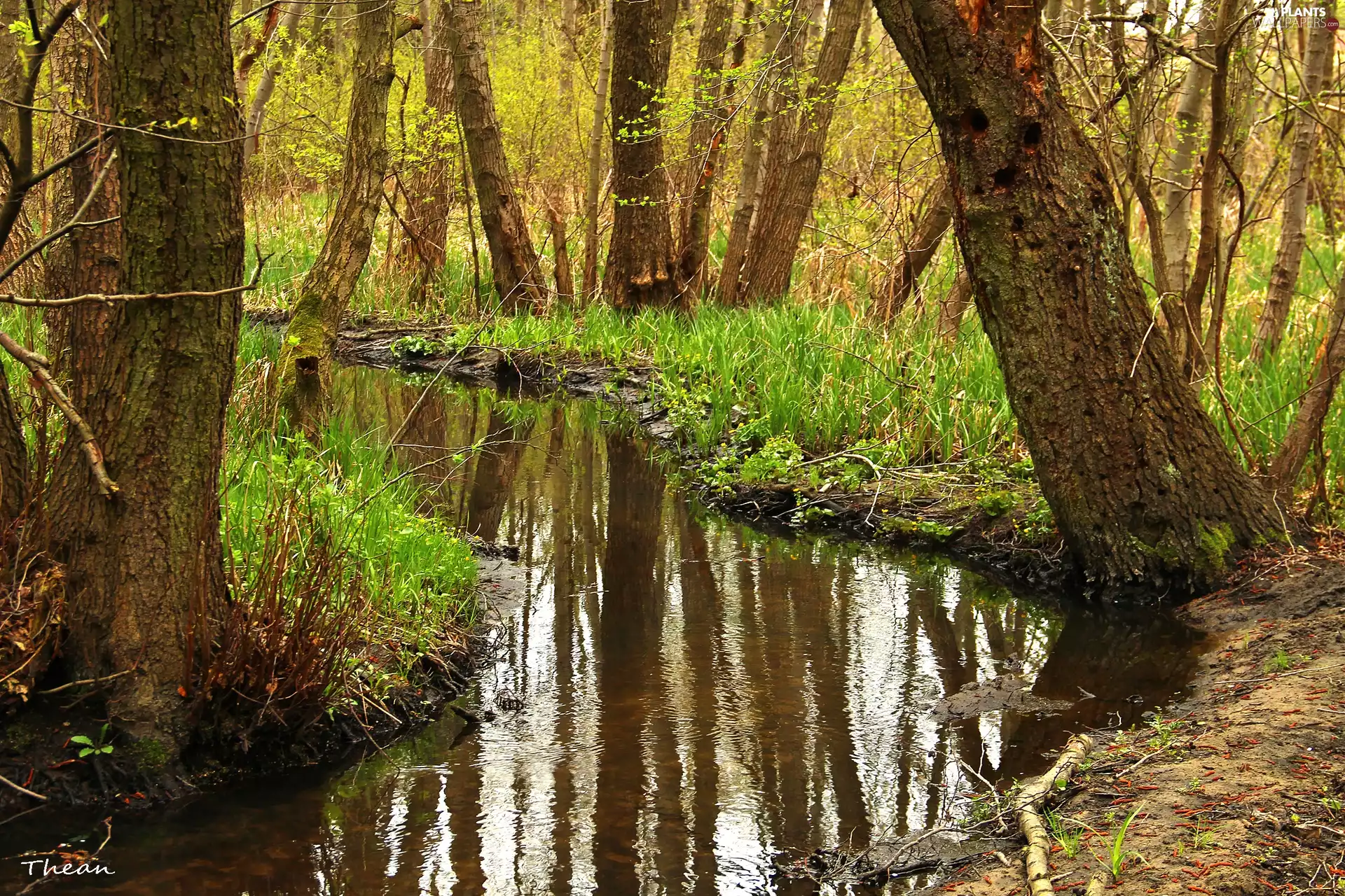 grass, forest, trees, viewes, stream