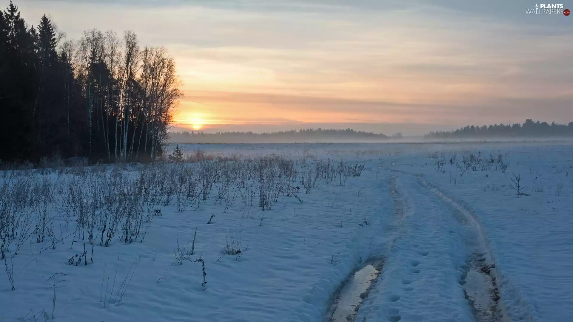 forest, winter, Way, snow, Bush, Sunrise, trees, viewes, traces