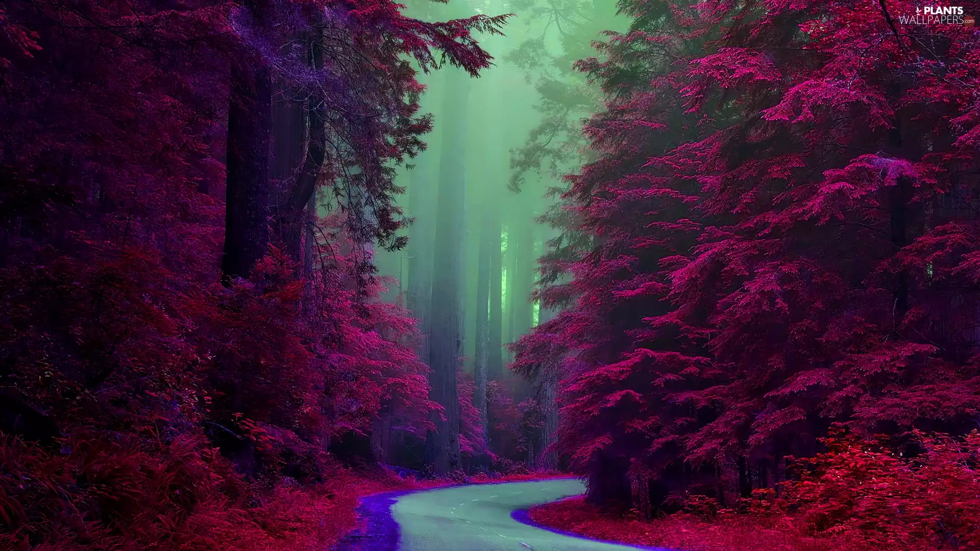 autumn, forest, trees, viewes, Way