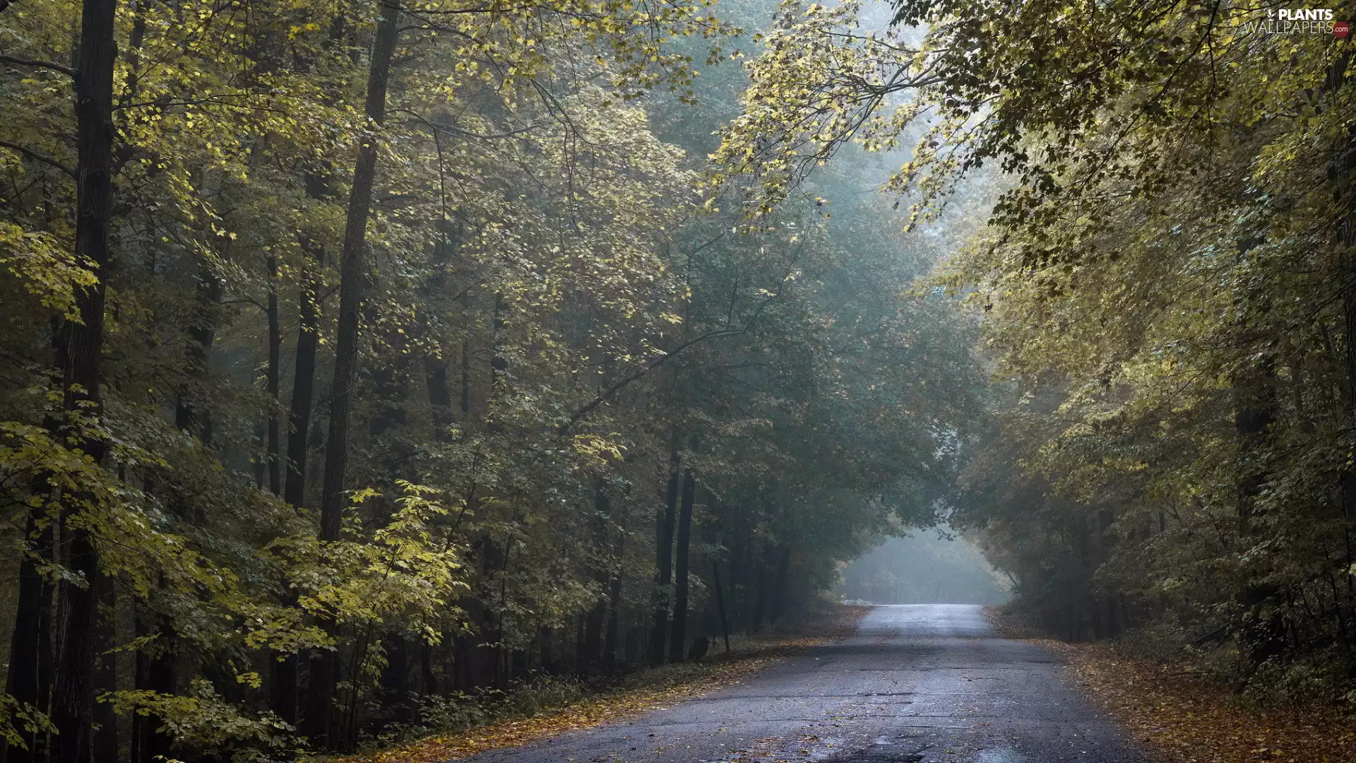 leaved, forest, trees, viewes, Way