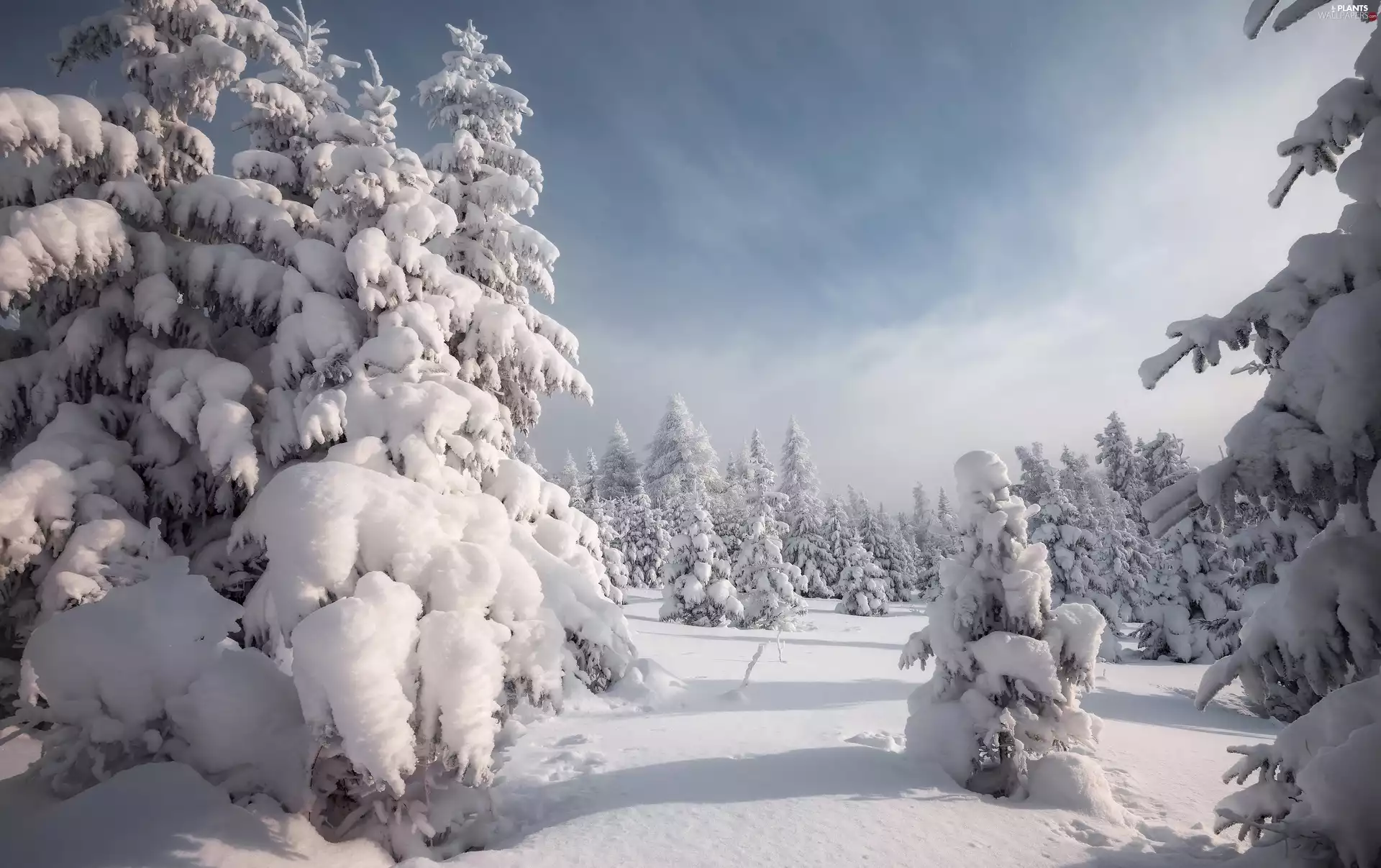 snowy, forest, trees, viewes, winter