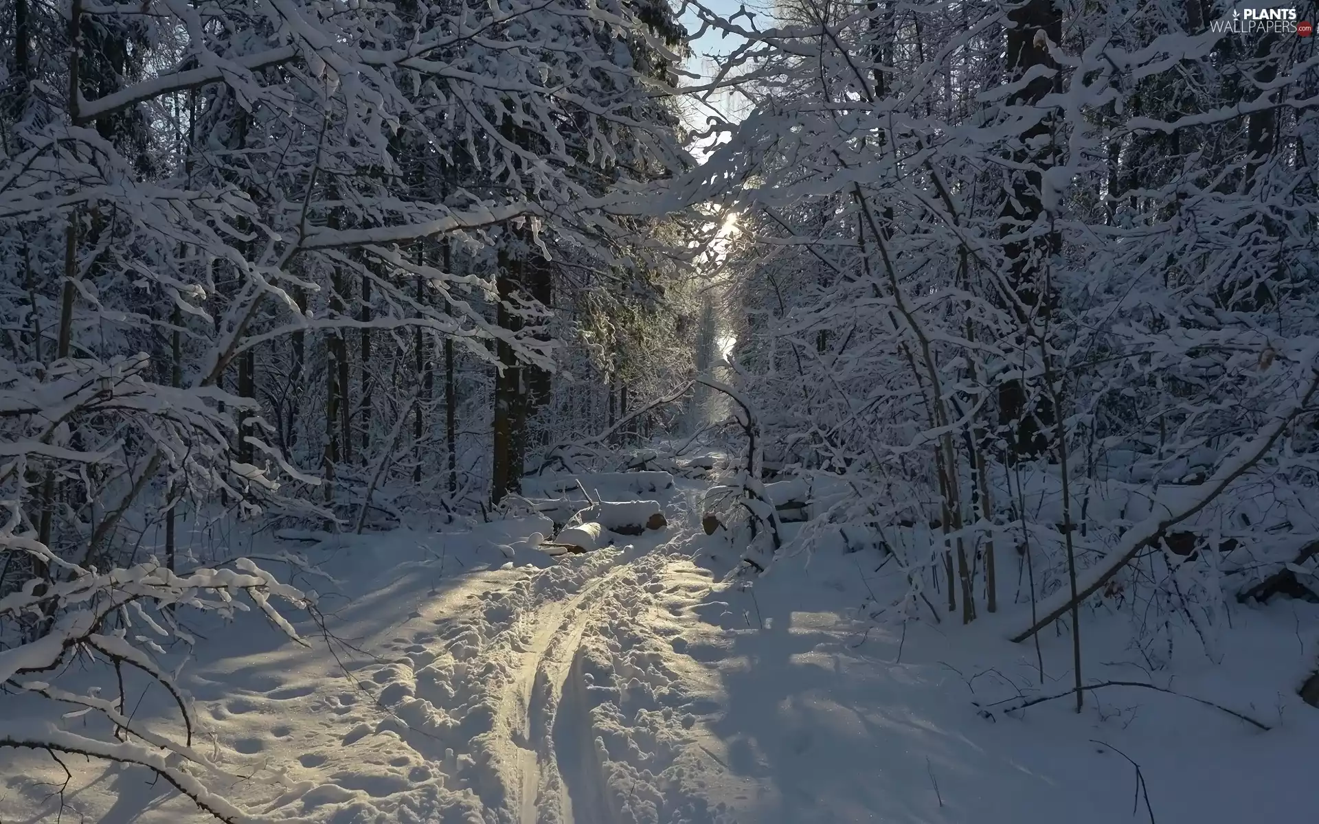 trees, snow, Trodden, forest, winter, viewes, Path
