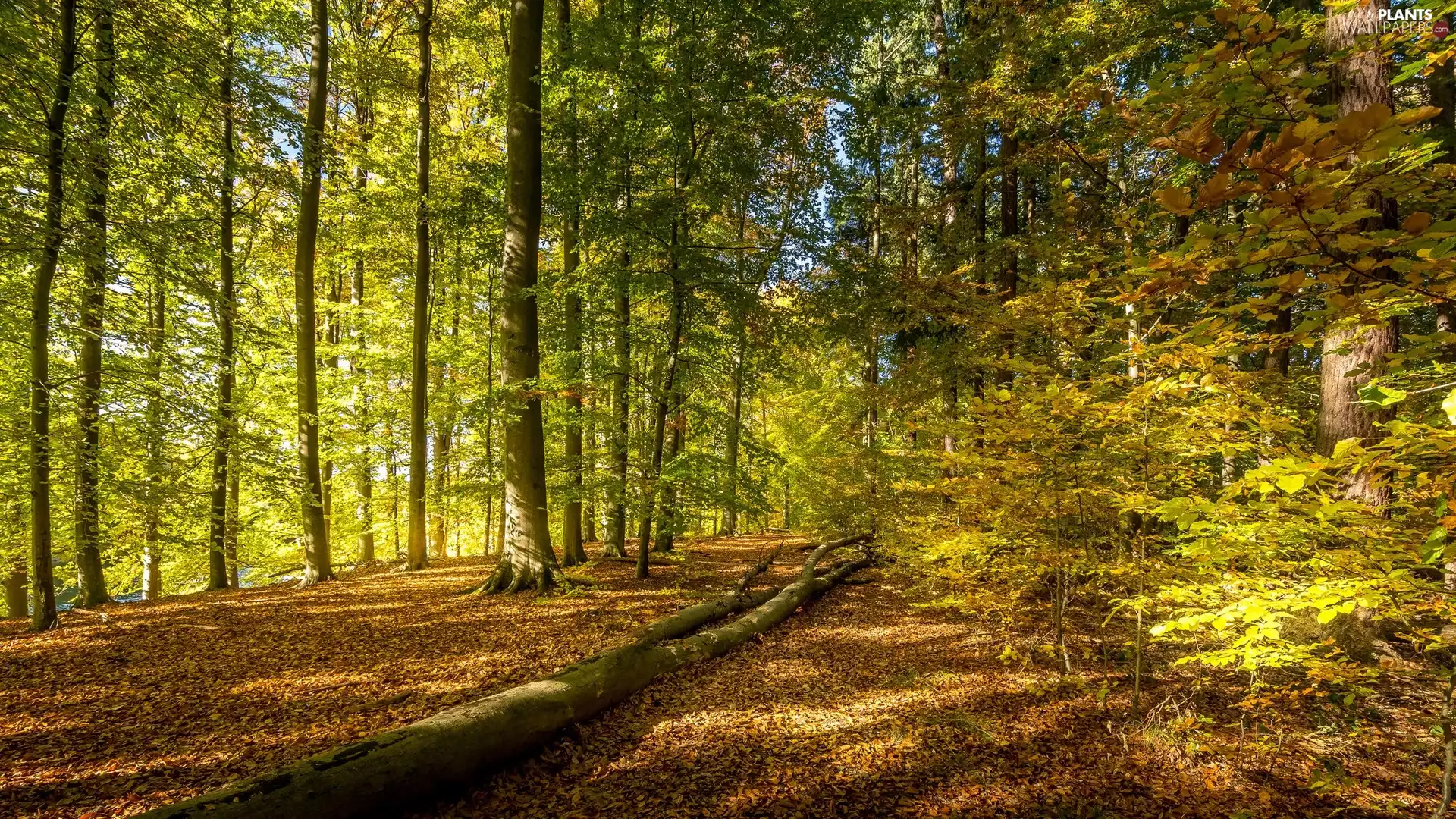 Way, viewes, trunk, forest, trees, Upset, autumn