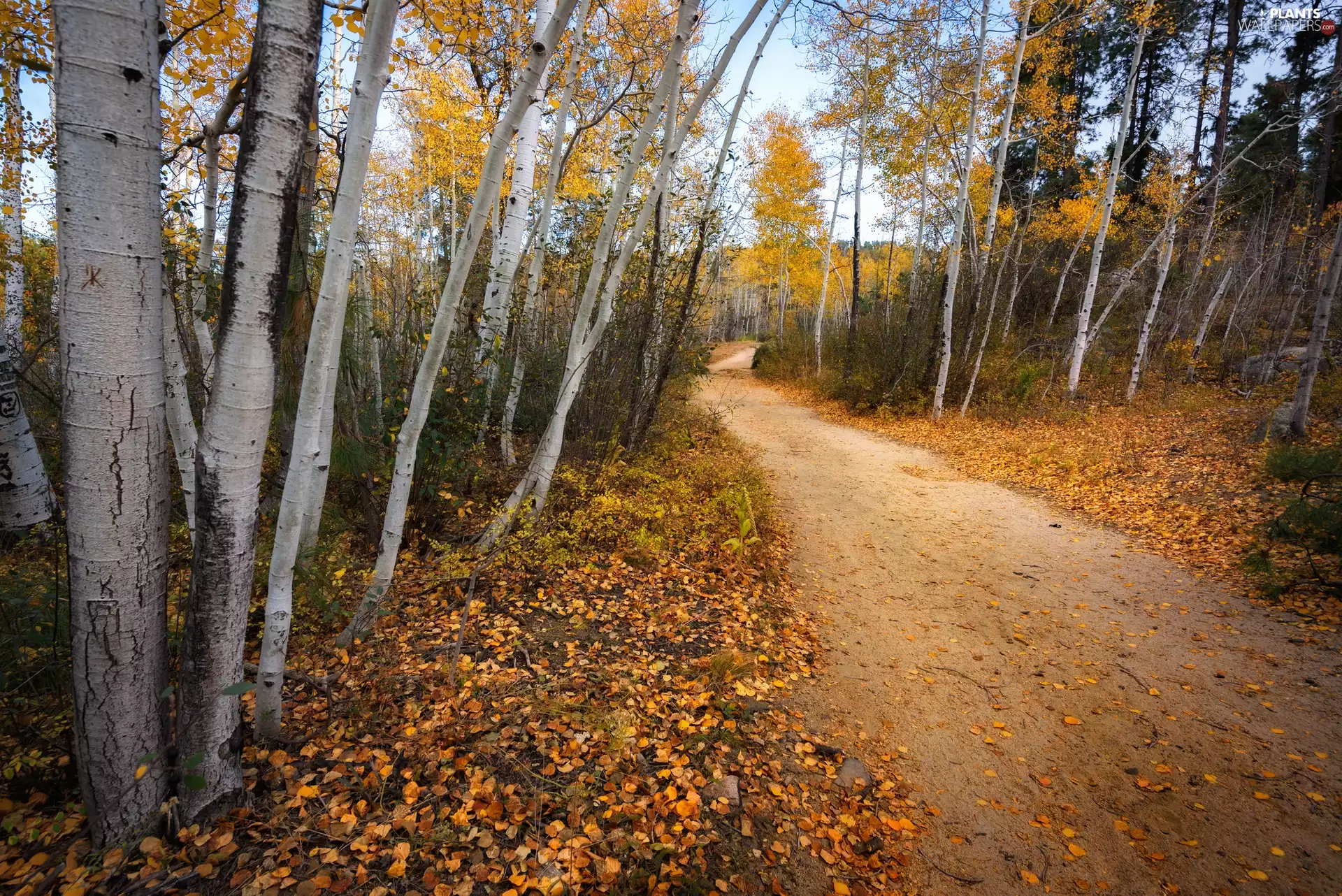 Arizona, The United States, Prescott, Quaking Aspen, trees, viewes, forest, Path, autumn