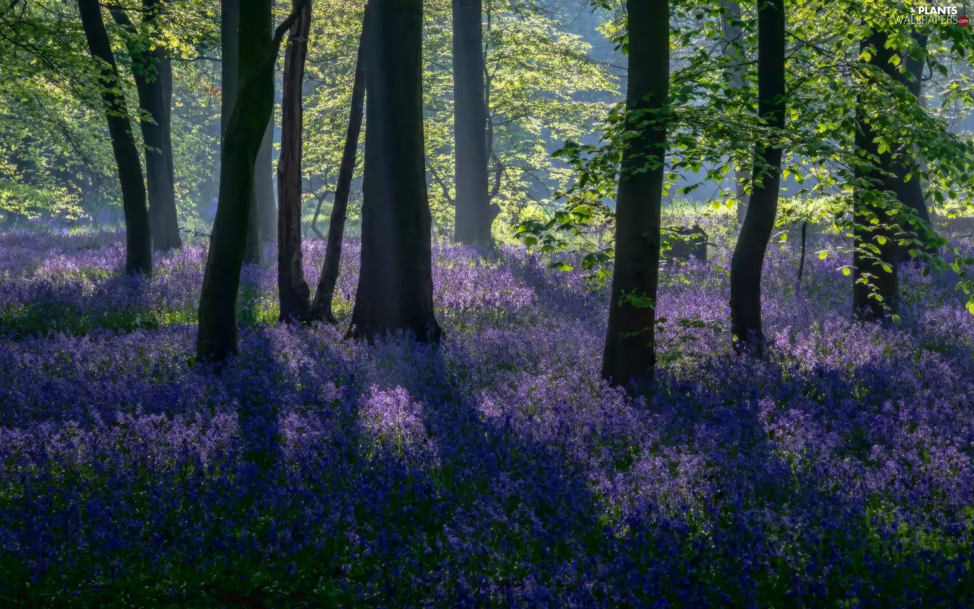 sun, trees, branch pics, luminosity, Flowers, forest, viewes, sunny, flash, ligh