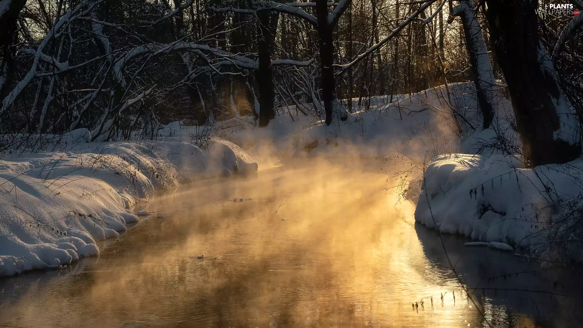 Snowy, edges, viewes, winter, trees, Fog, River, forest