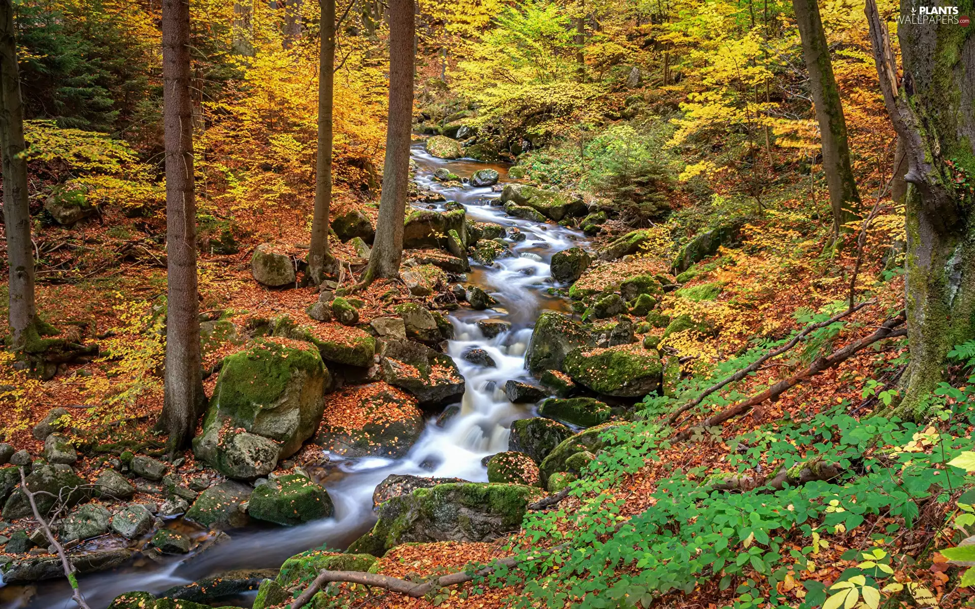flux, fallen, viewes, Leaf, trees, Stones, autumn, forest