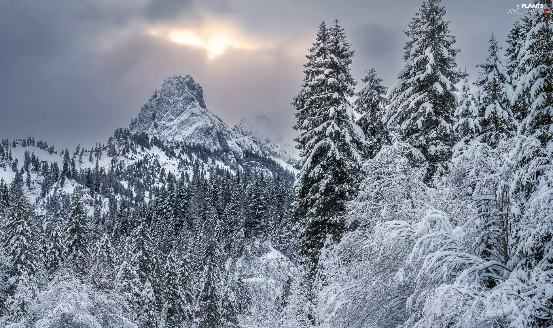 Snowy, Mountains, viewes, forest, winter, trees, clouds