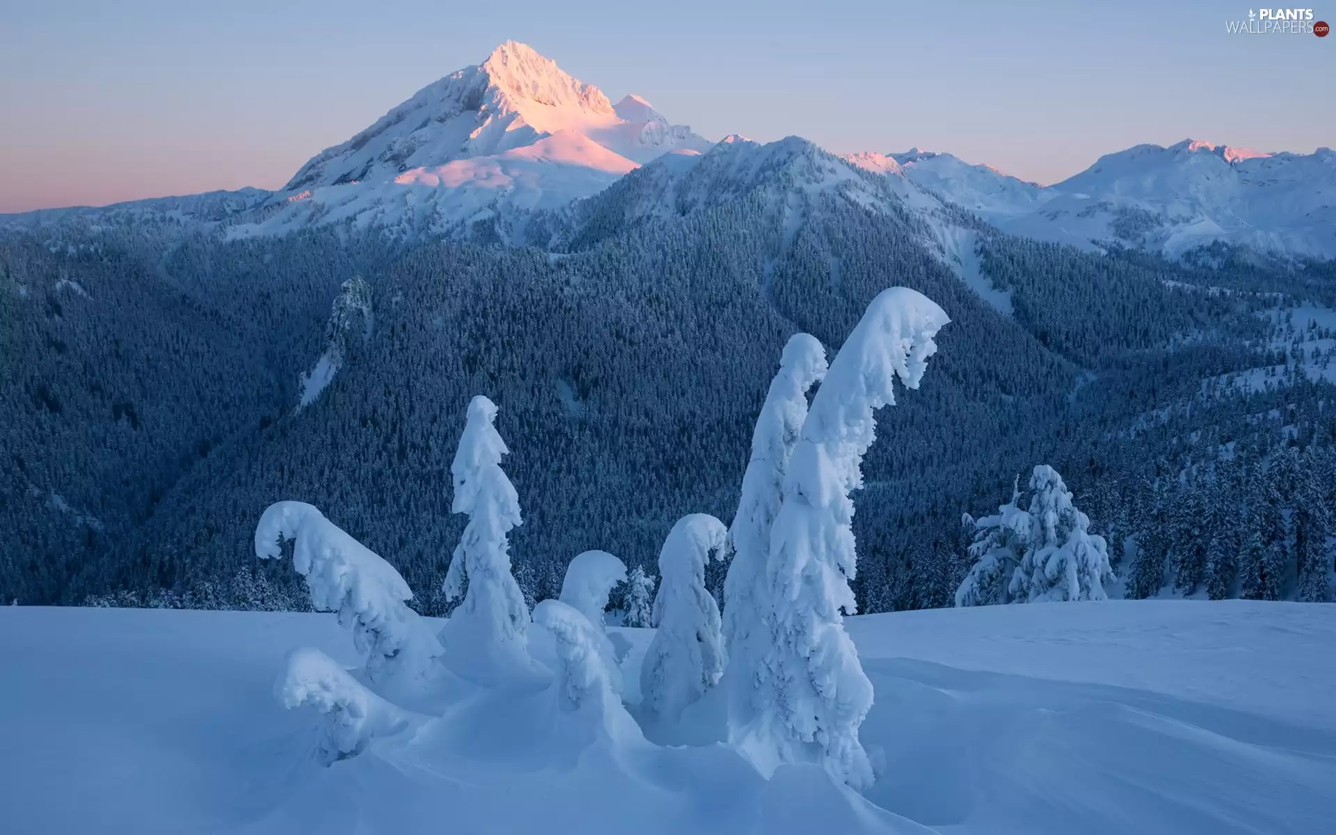 Snowy, Mountains, viewes, forest, winter, trees, Plants