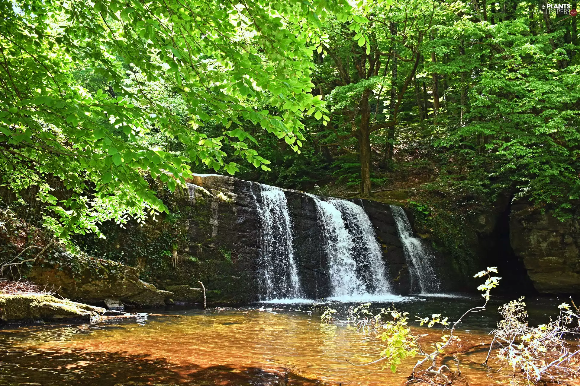 Rocks, trees, River, forest, waterfall, viewes