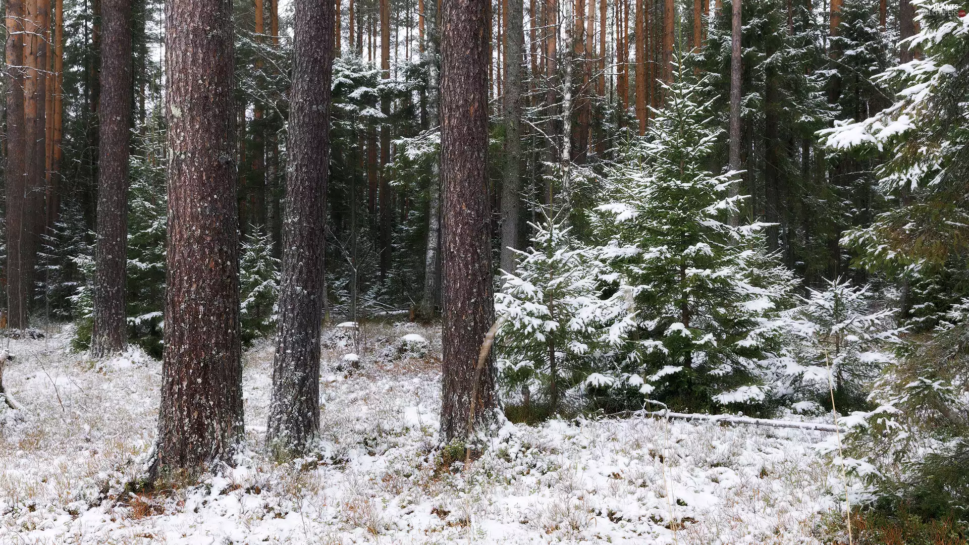 Snowy, snow, viewes, forest, winter, trees, Stems