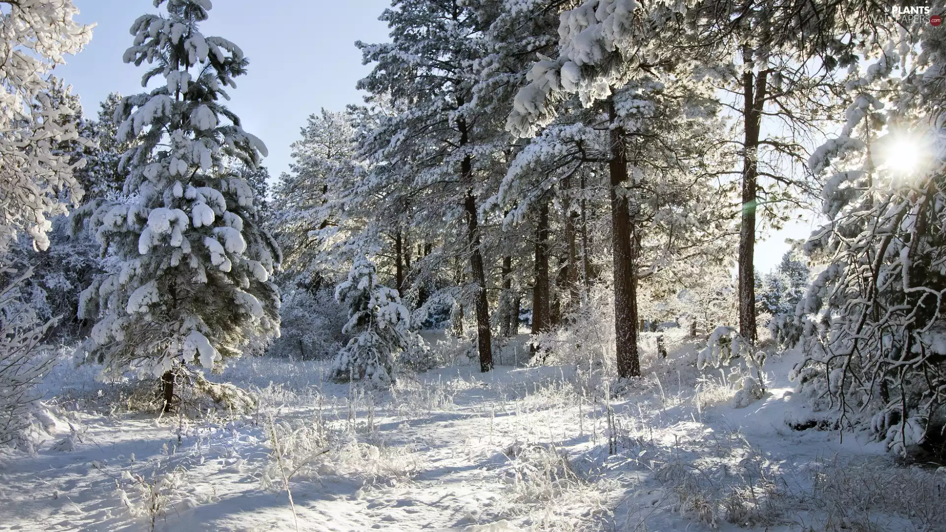 Snowy, snow, viewes, forest, winter, trees, sun