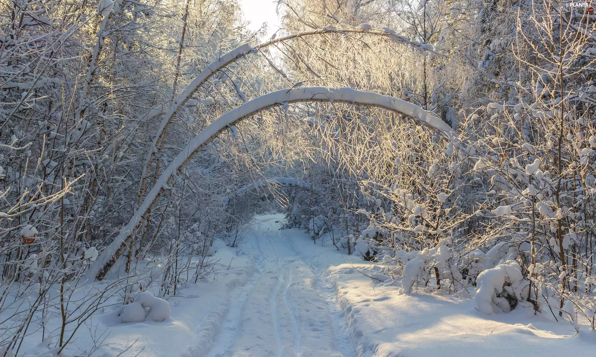 inclined, snow, viewes, forest, winter, trees, Way