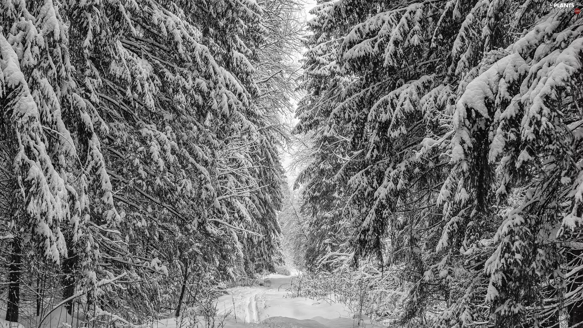 Snowy, snow, viewes, forest, winter, trees, Way
