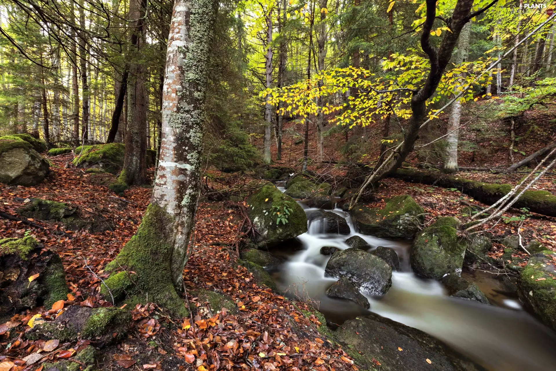 River, trees, Stones, forest, stream, viewes
