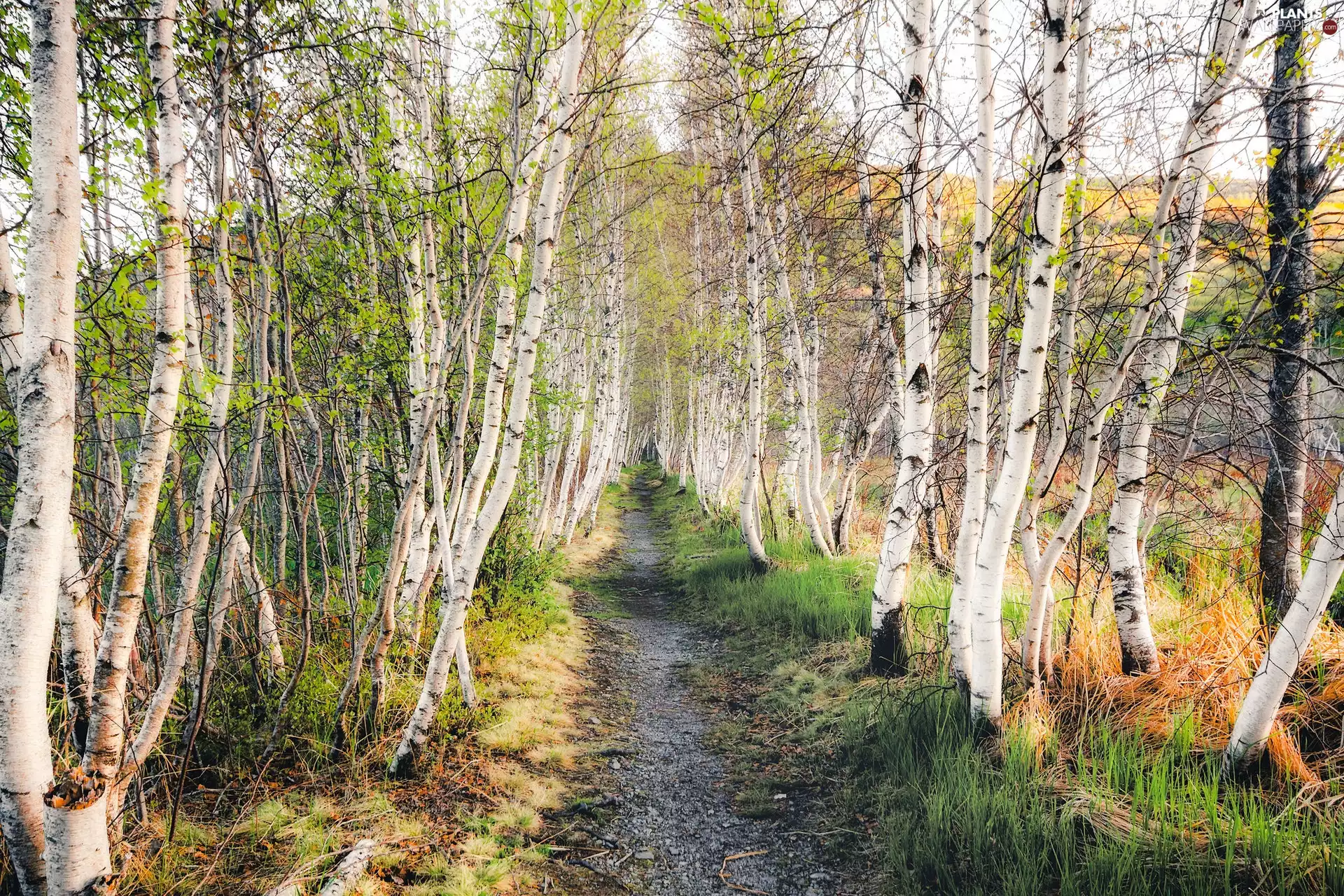 Way, forest, viewes, birch, trees