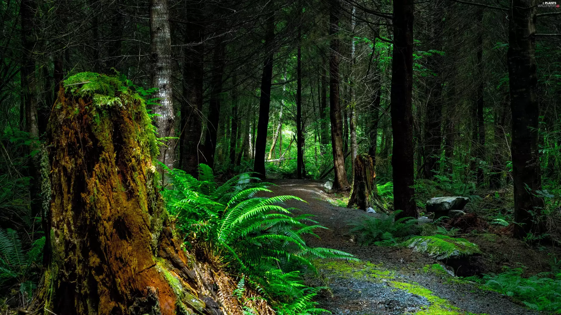 fern, forest, viewes, Path, trees