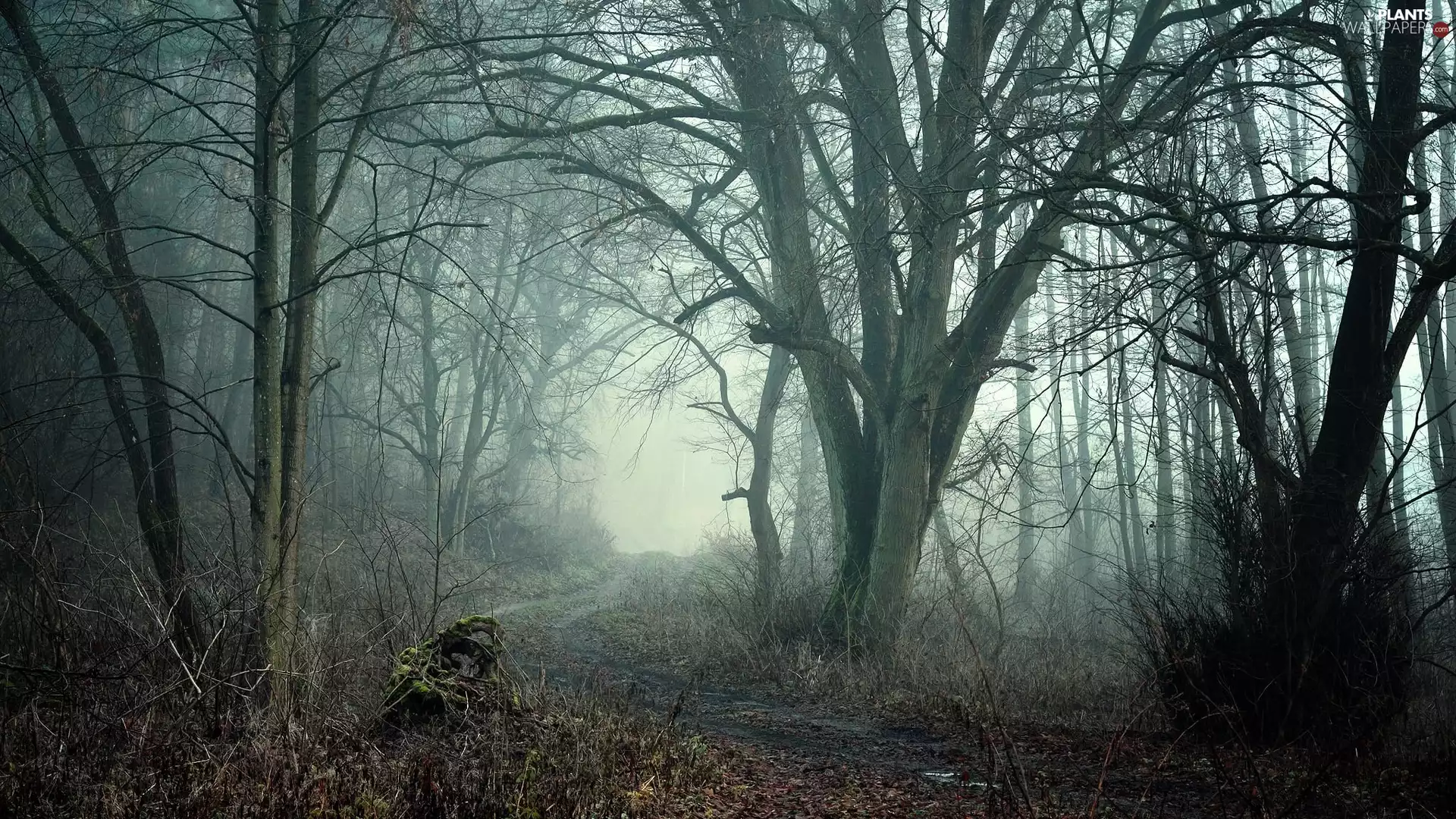 Fog, forest, viewes, Way, trees