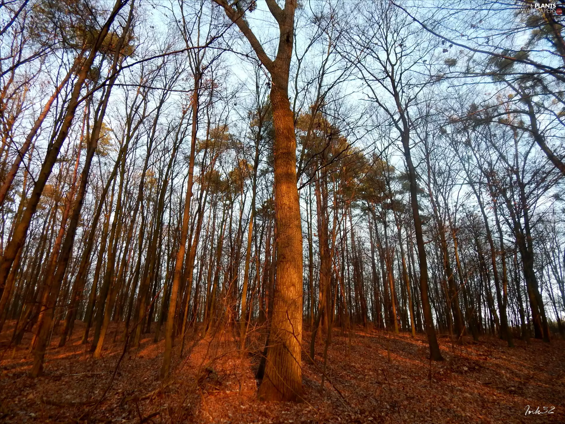 forest, trees, viewes