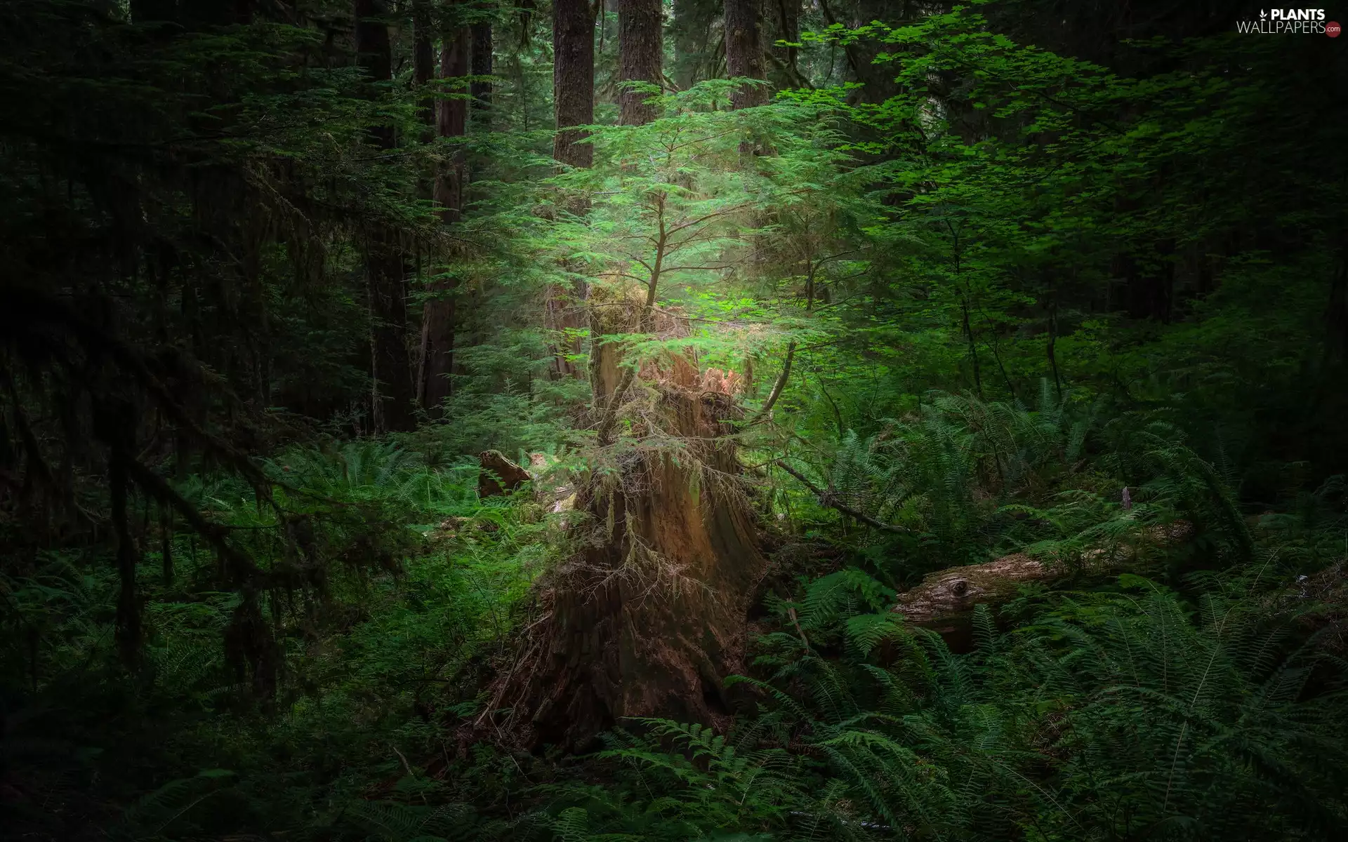 fern, trees, trunk, forest, rotten, viewes
