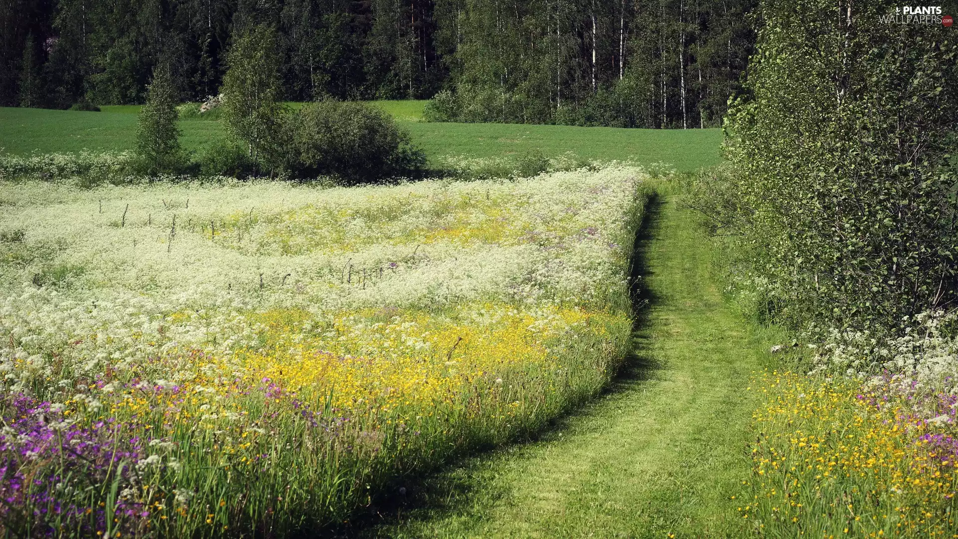 Flowers, Way, viewes, forest, Meadow, trees, grass