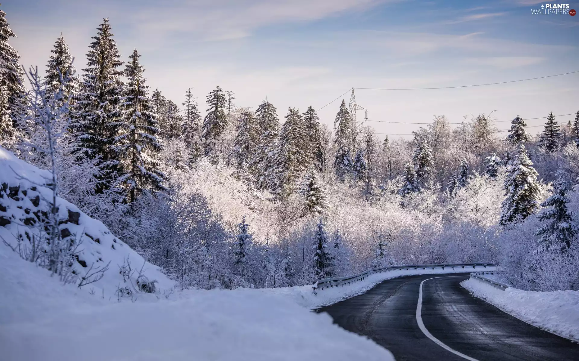 Snowy, Way, viewes, forest, winter, trees, snow