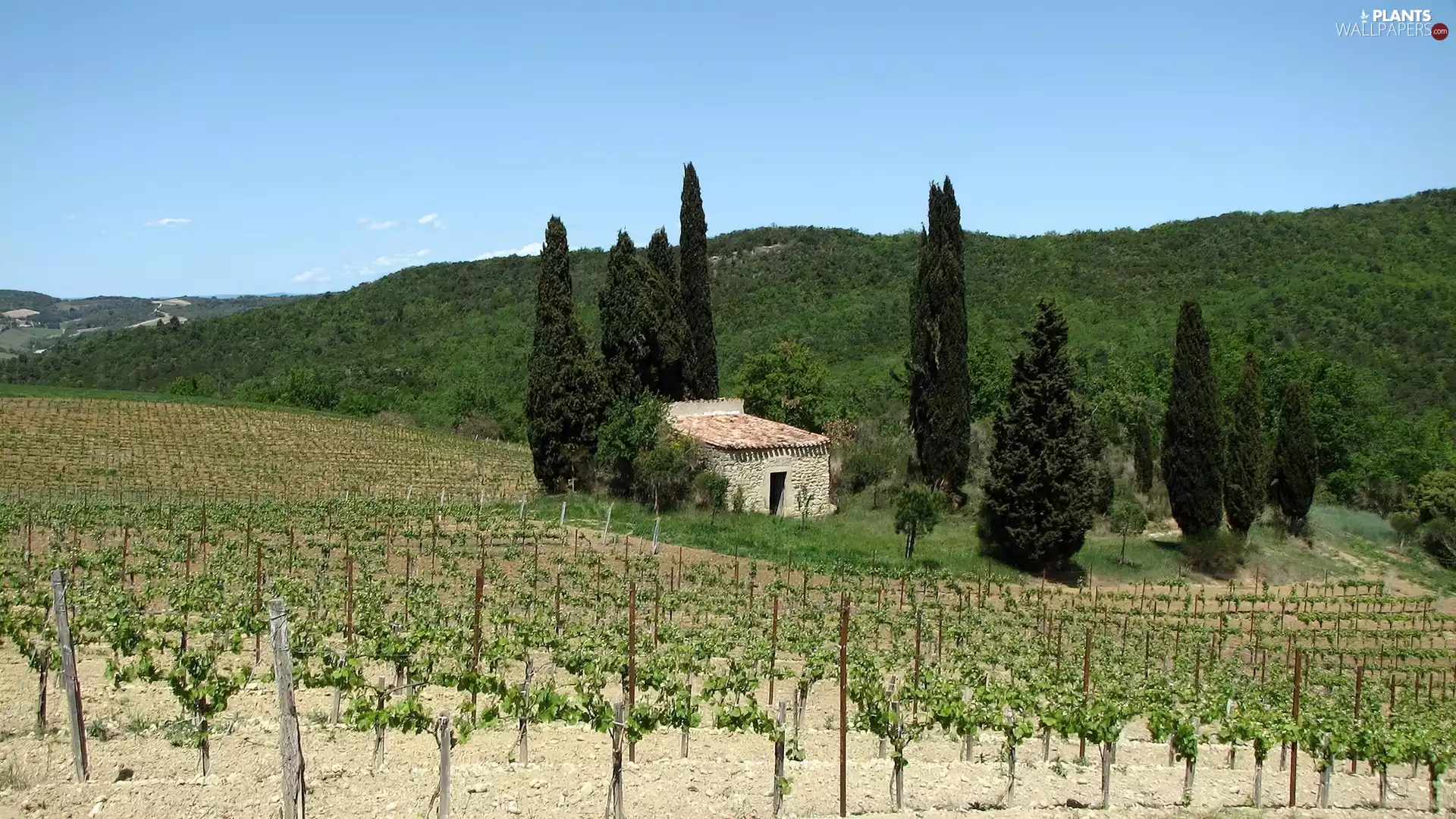 vineyard, The Hills, forest