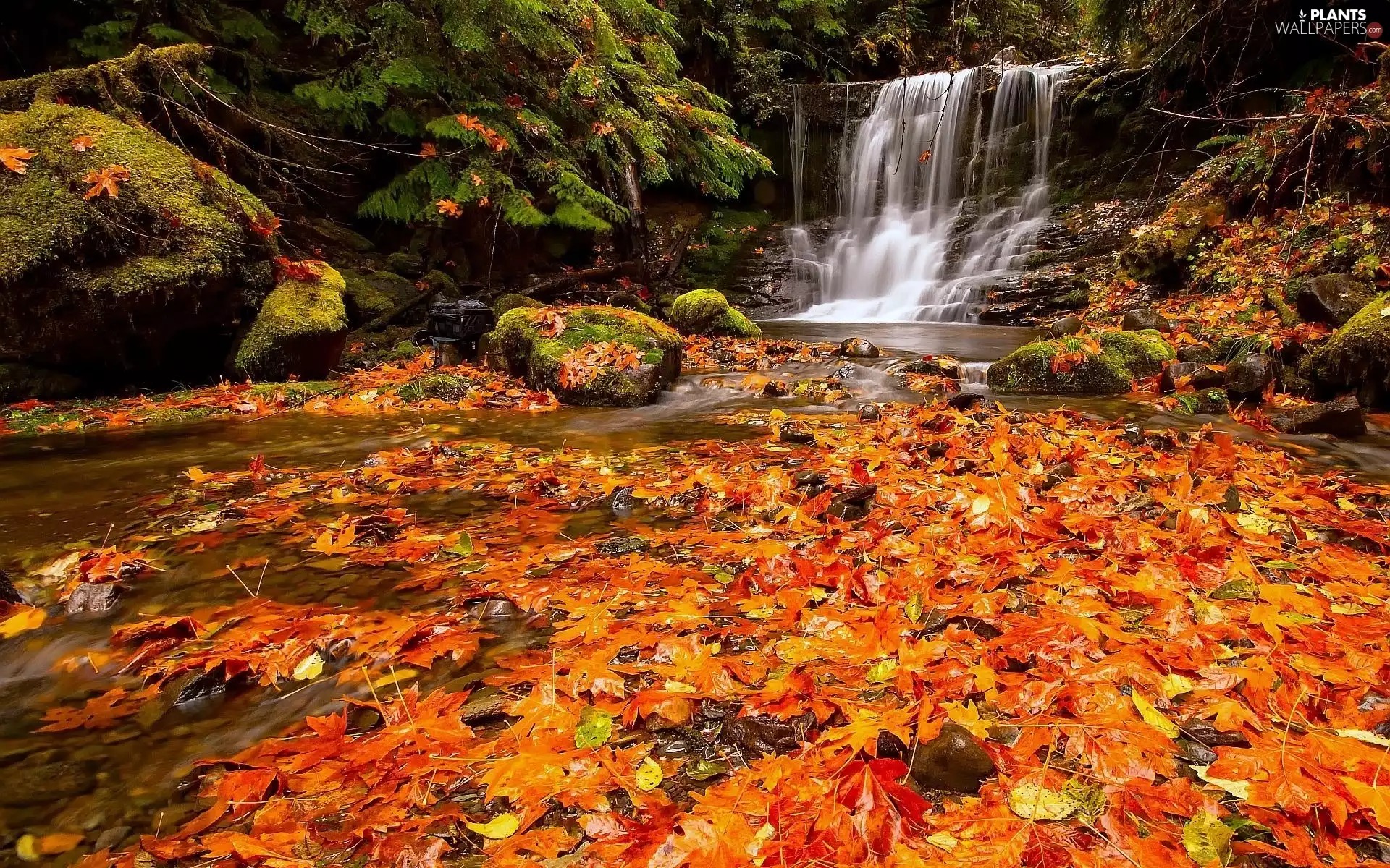 waterfall, Leaf, autumn, forest