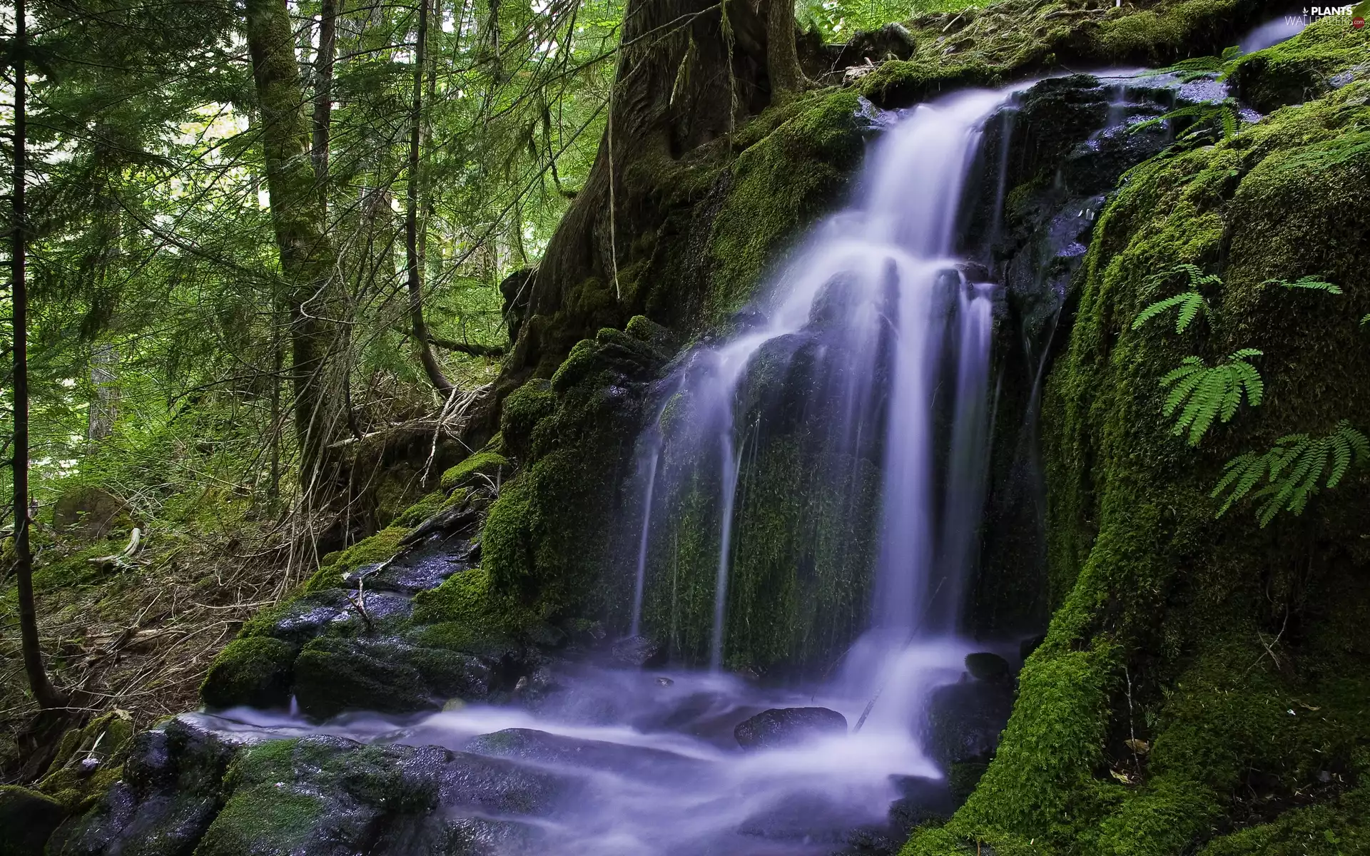 waterfall, mosses, fern, forest