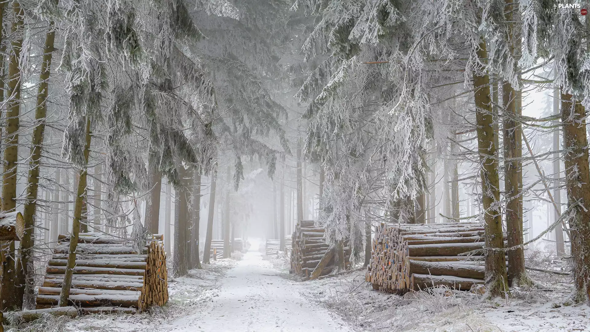 trees, snow, Way, forest, winter, viewes, Logs