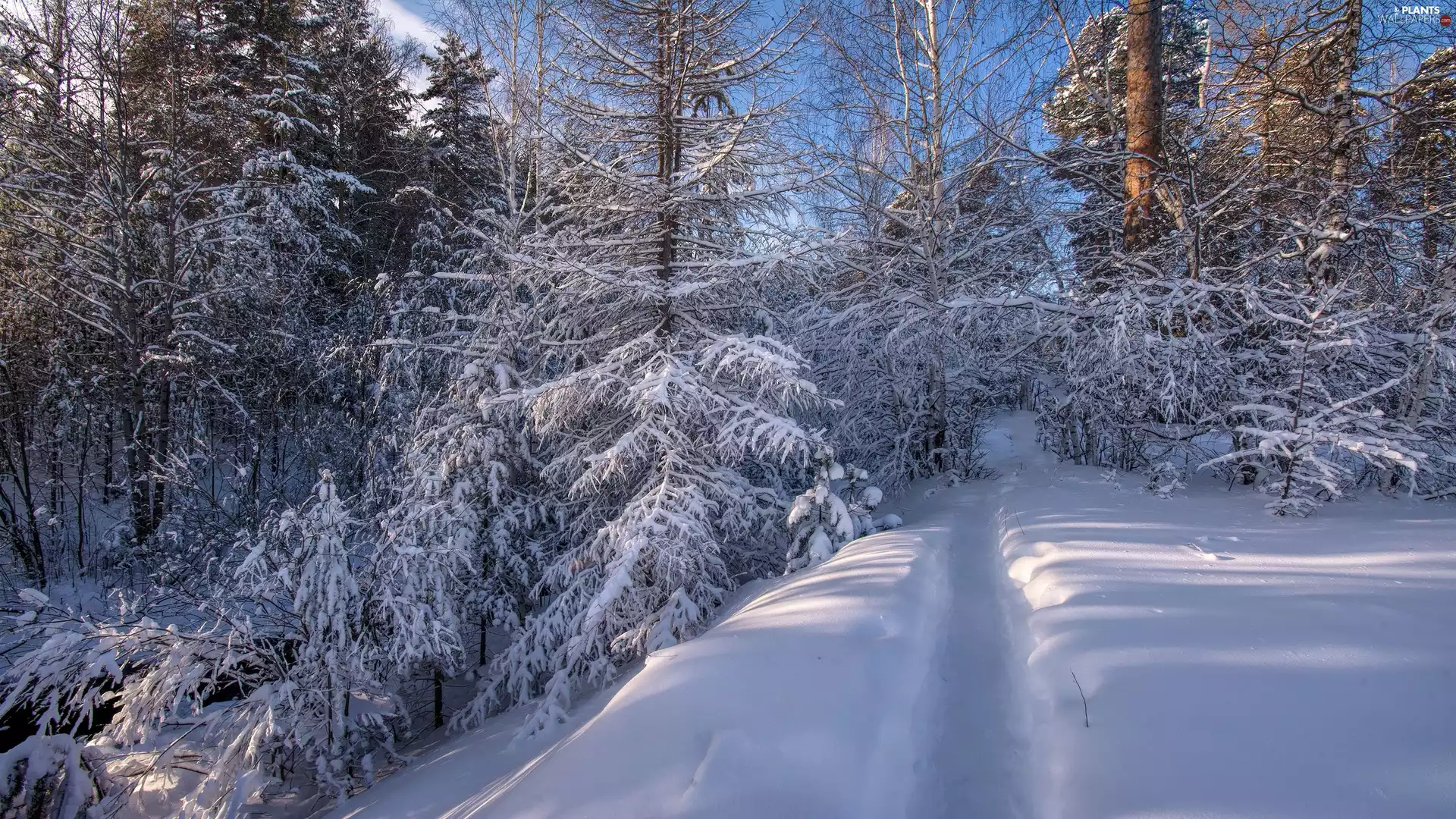 trees, snowy, Way, forest, winter, viewes, snow