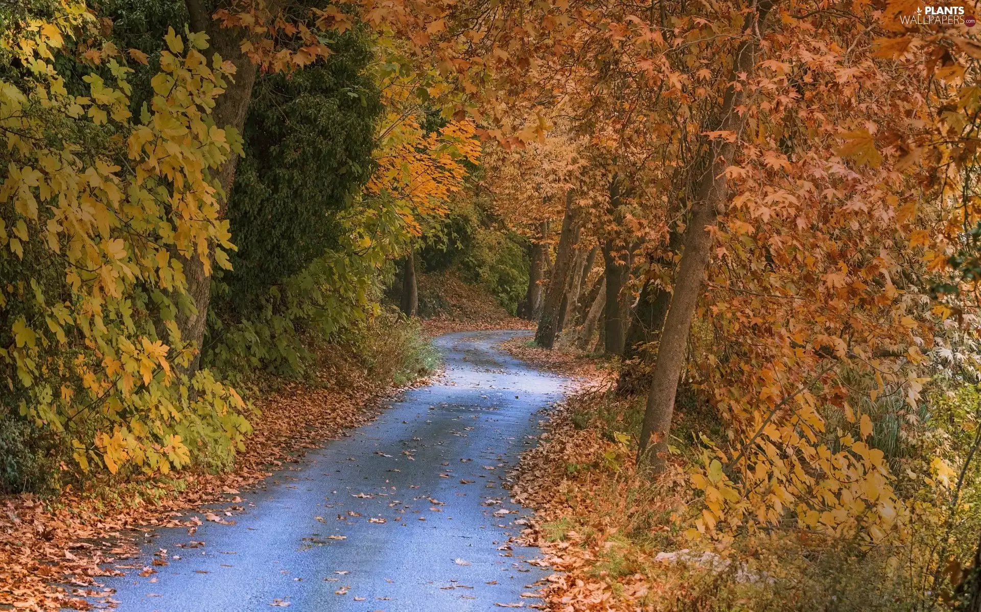 Leaf, autumn, viewes, forest, trees, Way