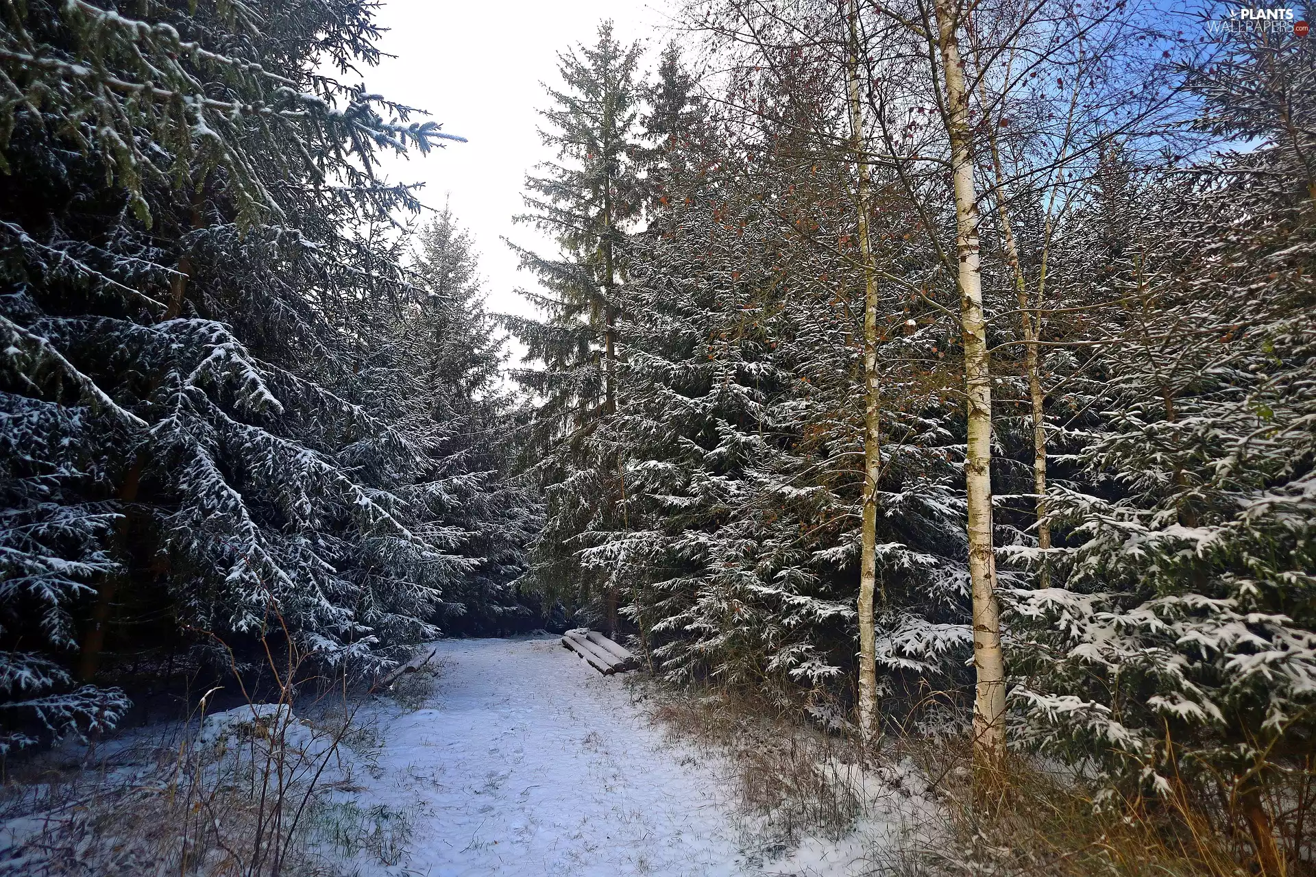 snow, winter, viewes, forest, trees, Way