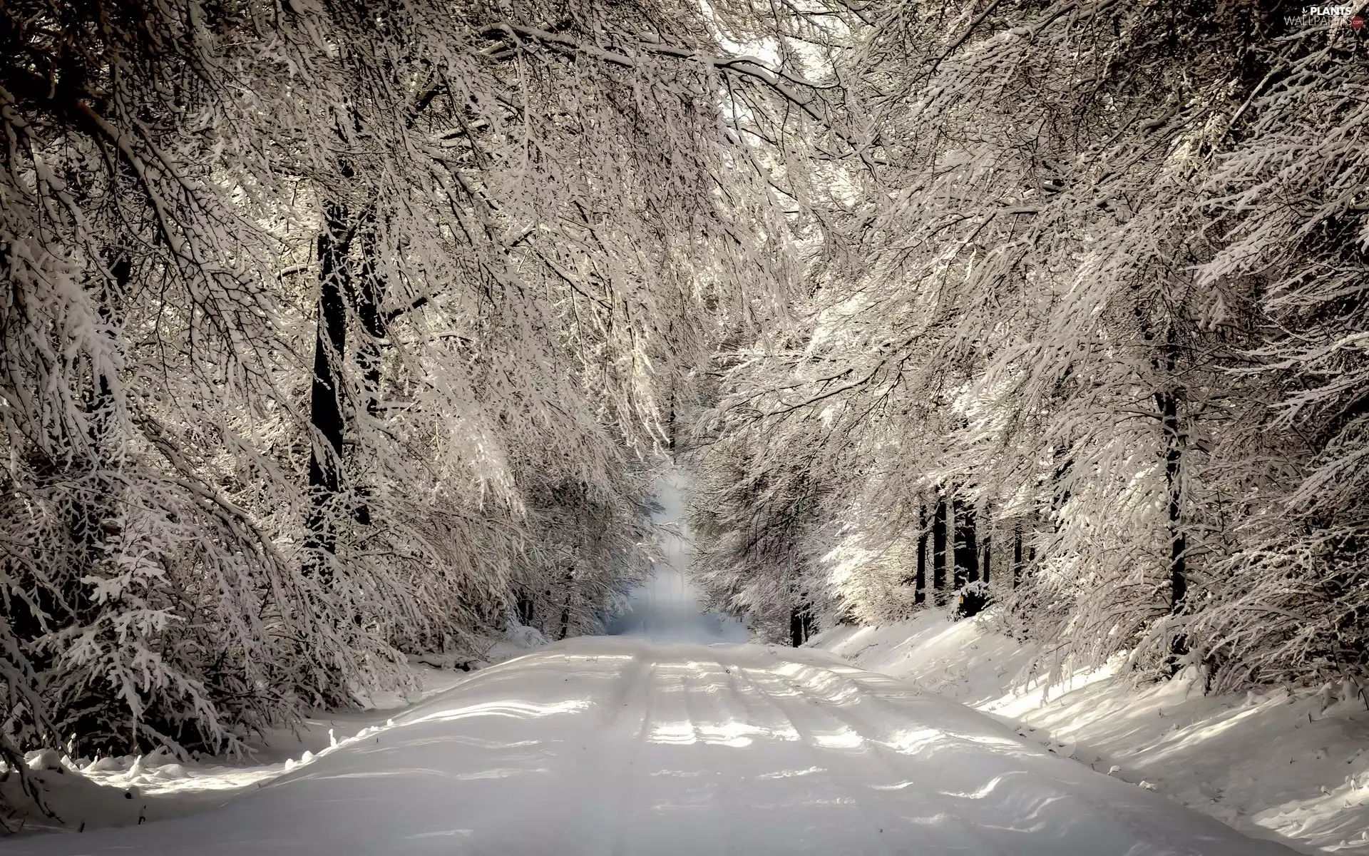 Snowy, winter, viewes, forest, trees, Way