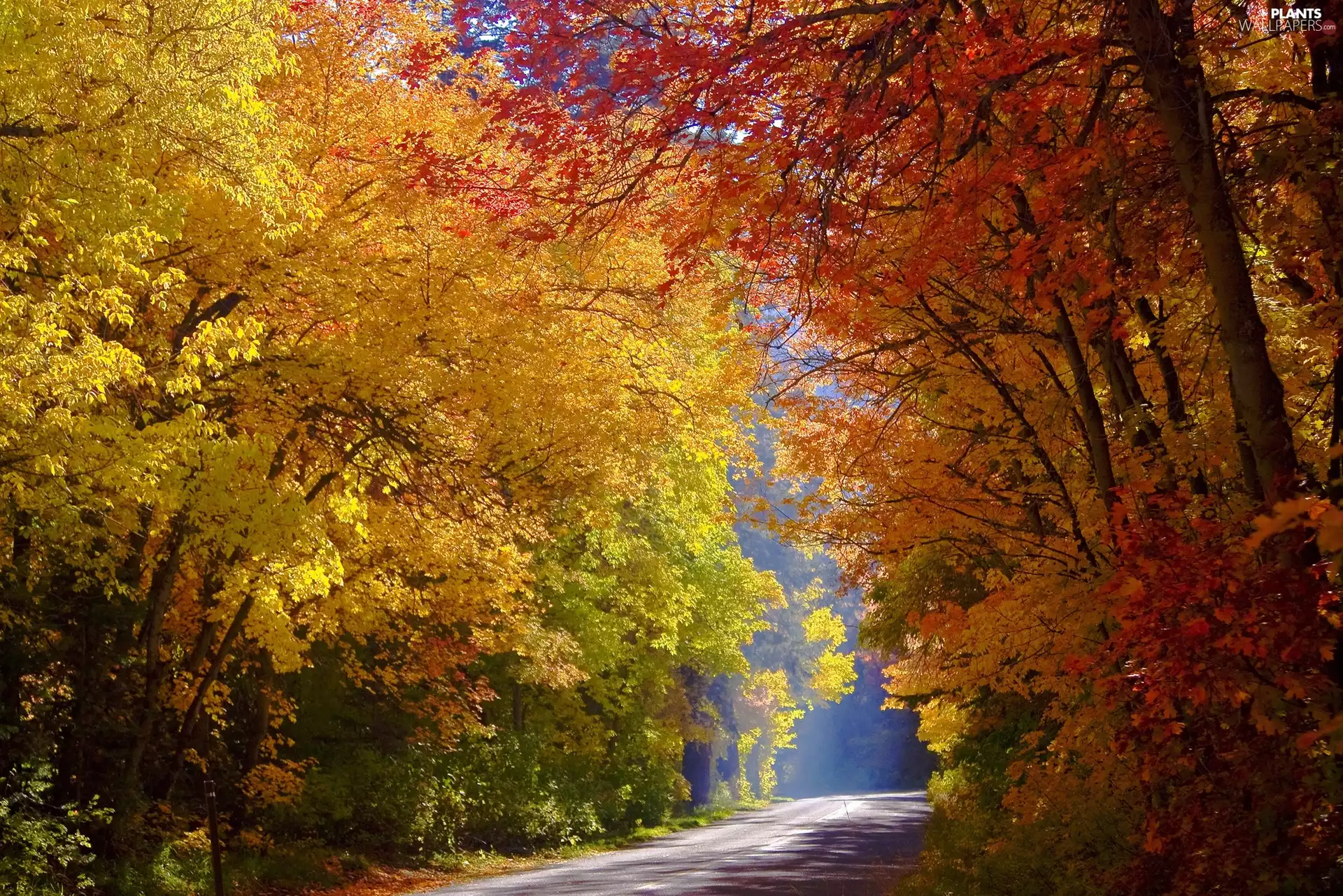 Yellowed, autumn, viewes, forest, trees, Way