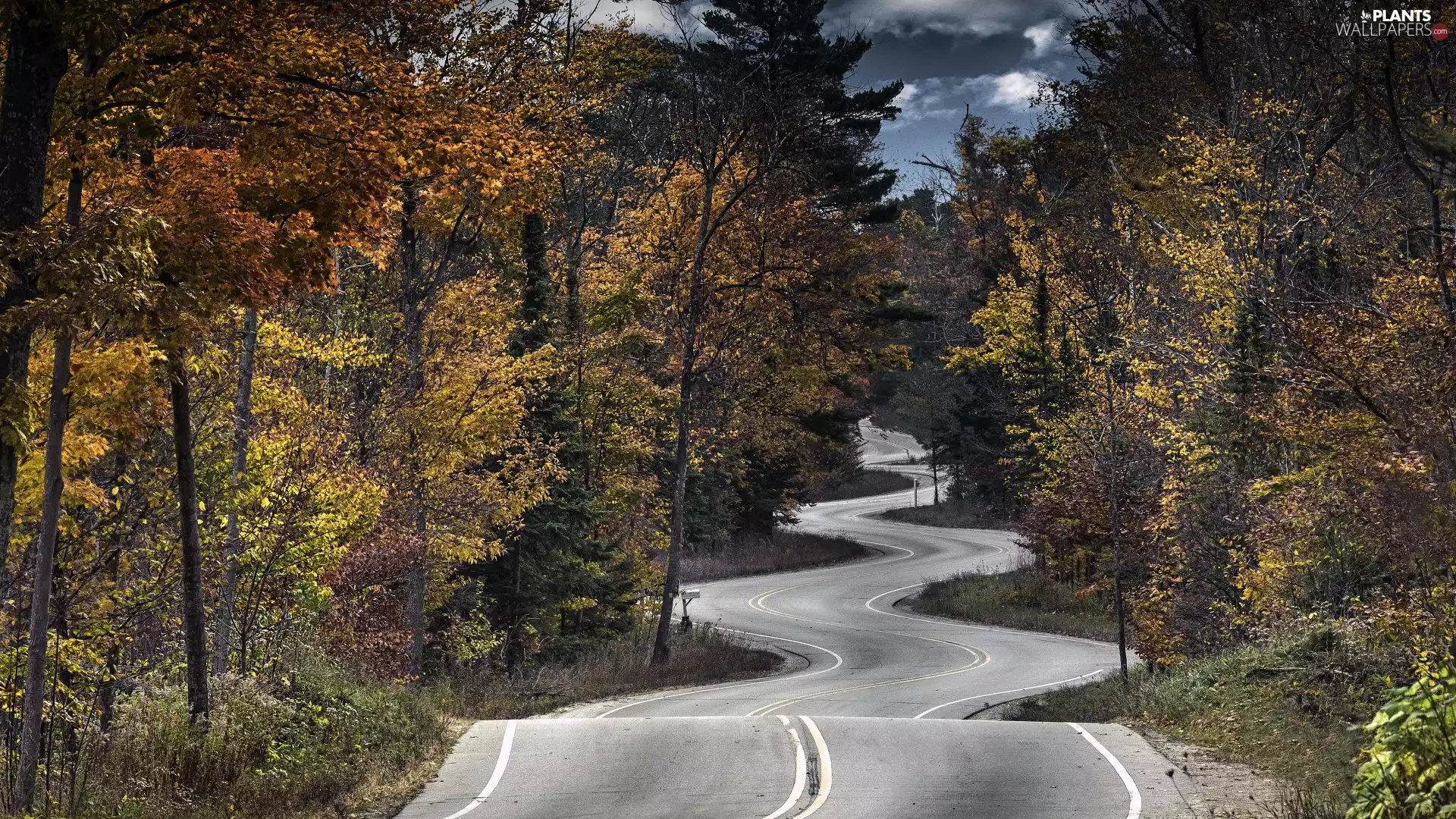 viewes, forest, Way, trees, winding