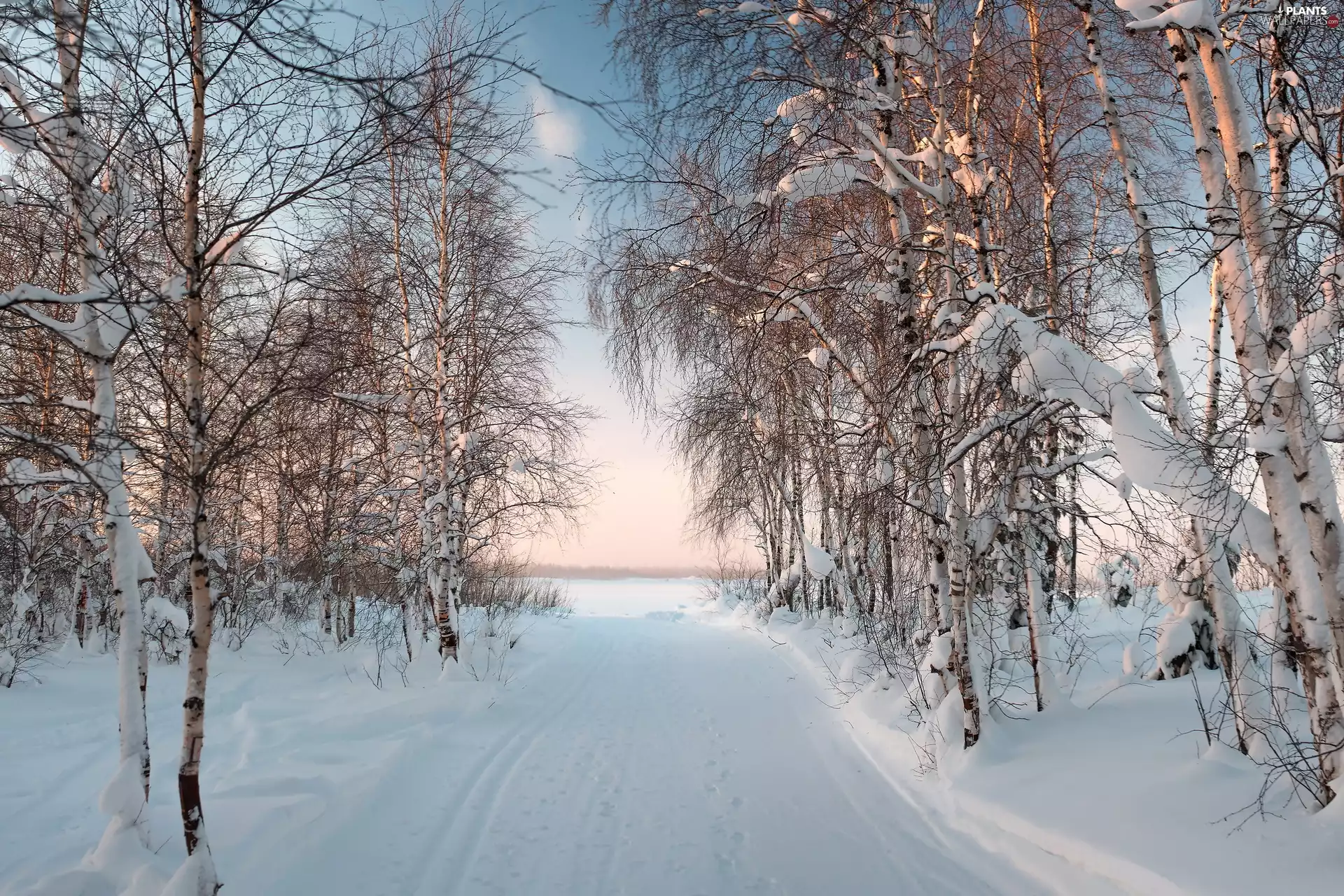 Way, birch, winter, forest