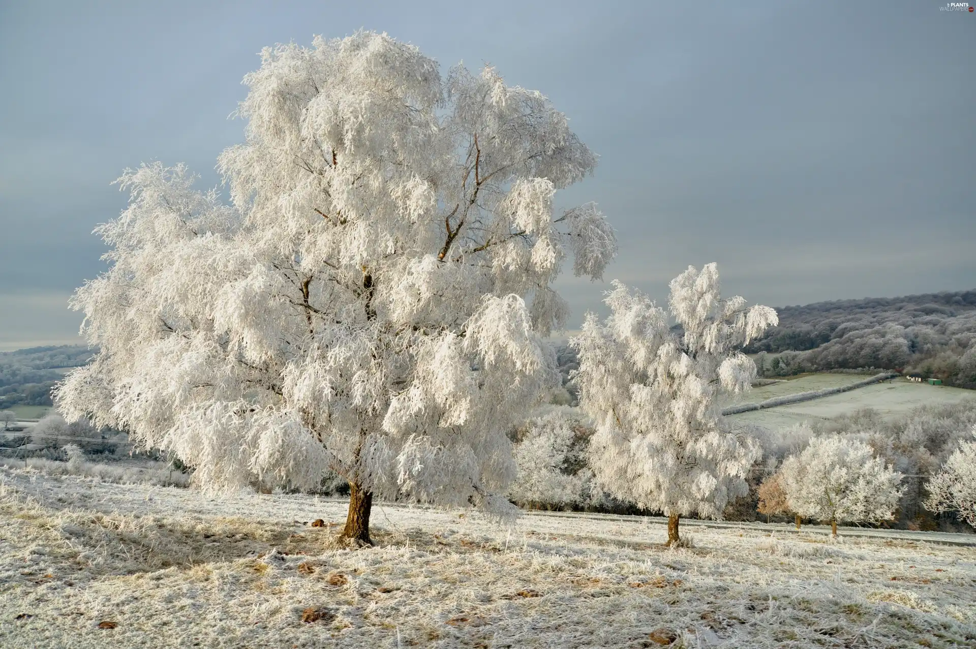 forest, winter, trees, viewes, frosty