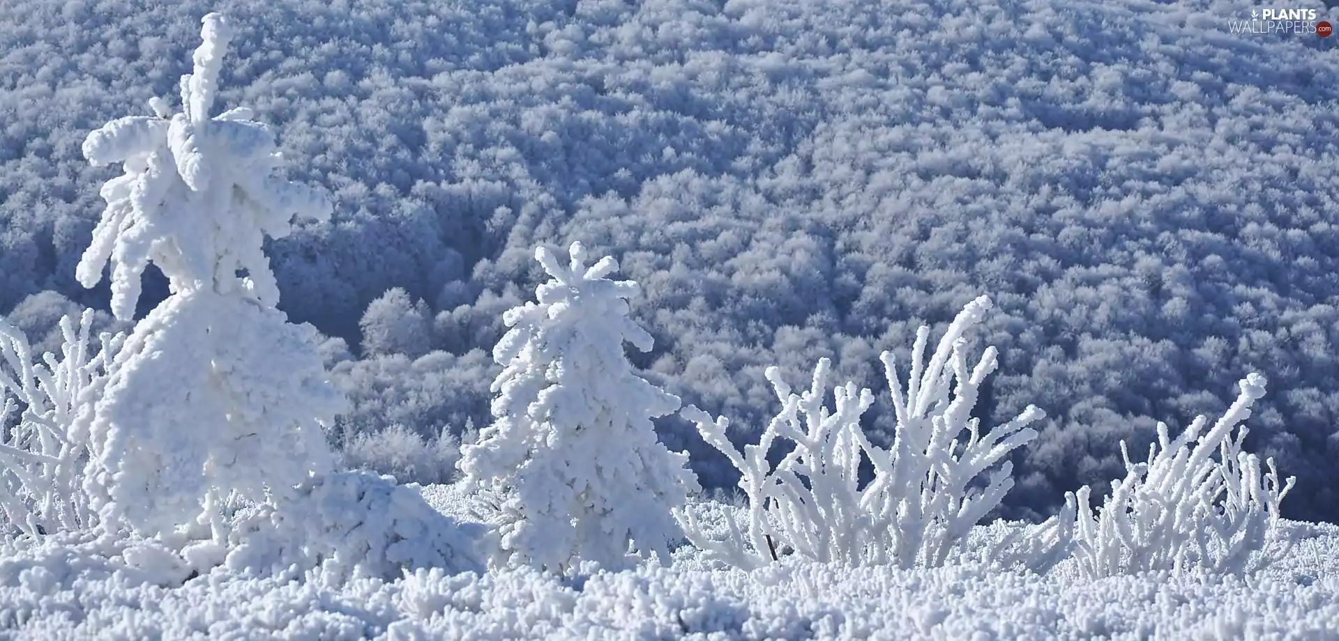 winter, Bush, grass, forest