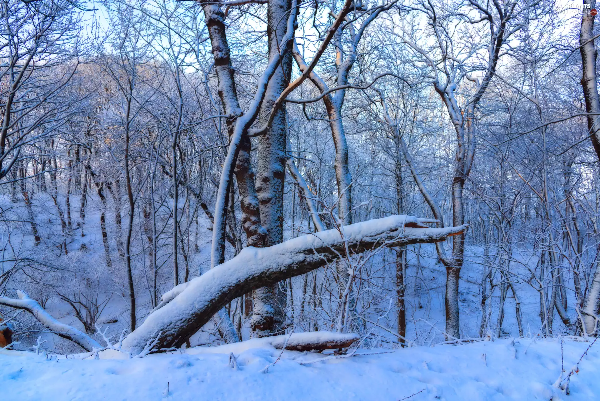 trees, snow, Lod on the beach, forest, winter, viewes, branch pics
