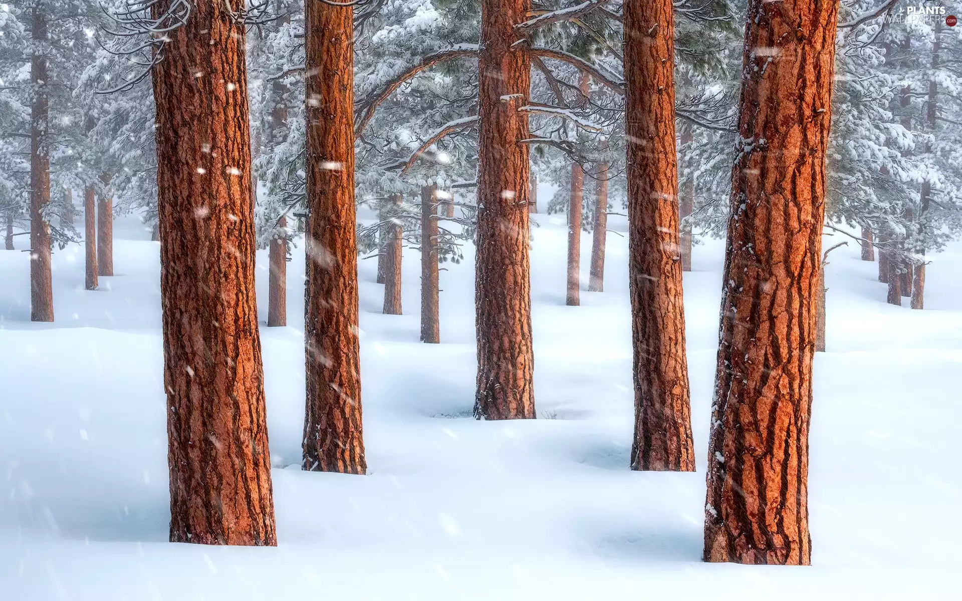 winter, snow, pine, forest