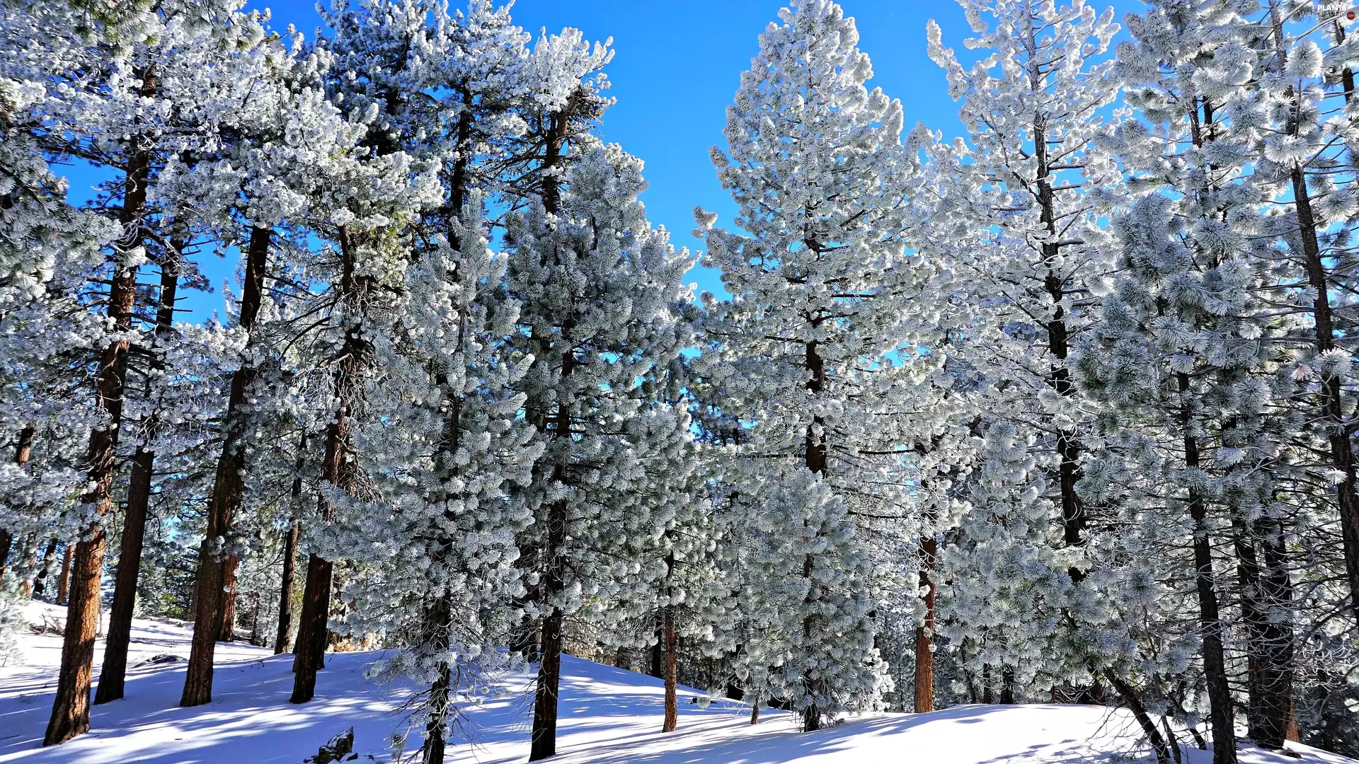 winter, Snowy, pine, forest