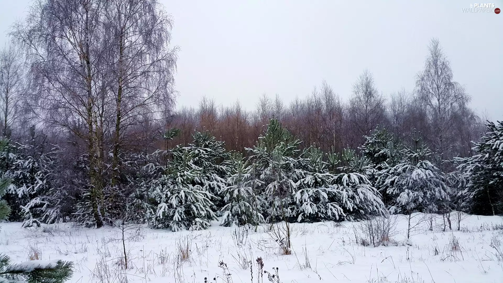 winter, Snowy, pine, forest